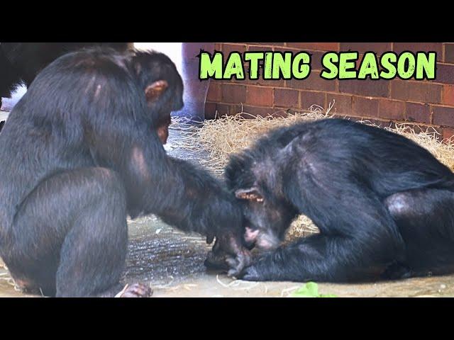 Chimpanzee Mating Season At Chester Zoo