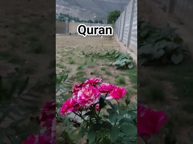 Quran recitation #viralvideo #beautful #travel #ytshaorts #islamicscholar #viral #post #shortsvideo