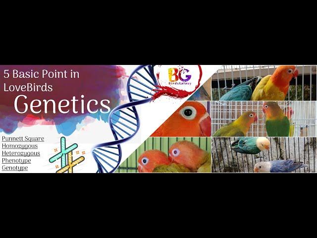 LoveBirds Genetic part 1 | Punnett Square | Phenotype & Genotype | Birds Galaxy |