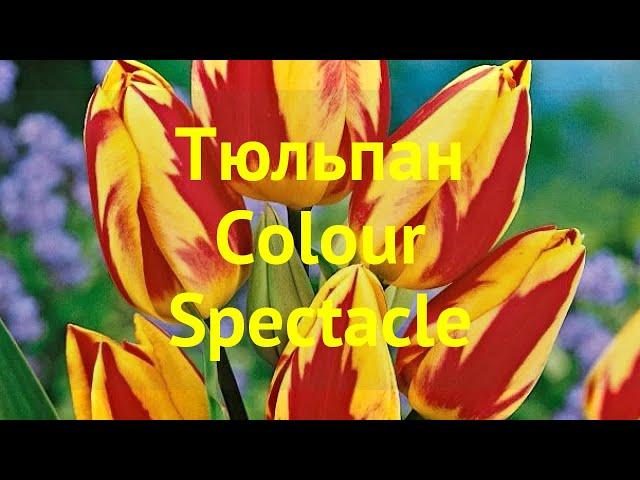 Тюльпан фостера Колоур Спектакль. Краткий обзор, описание характеристик tulipa Colour Spectacle