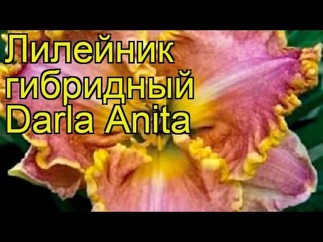 Лилейник гибридный Дарла Анита. Краткий обзор, описание характеристик hemerocallis Darla Anita