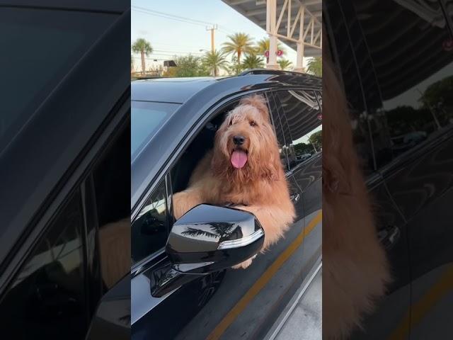 My dog honks the horn at me when he gets impatient! #goldendoodle #dogdad #funnydogs