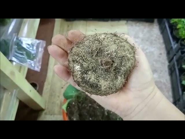 Двух летний клубень глоксинии...