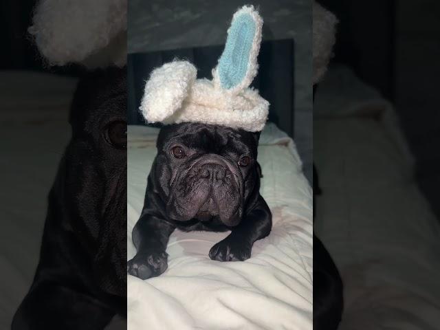 Snape with bunny hat 🫶