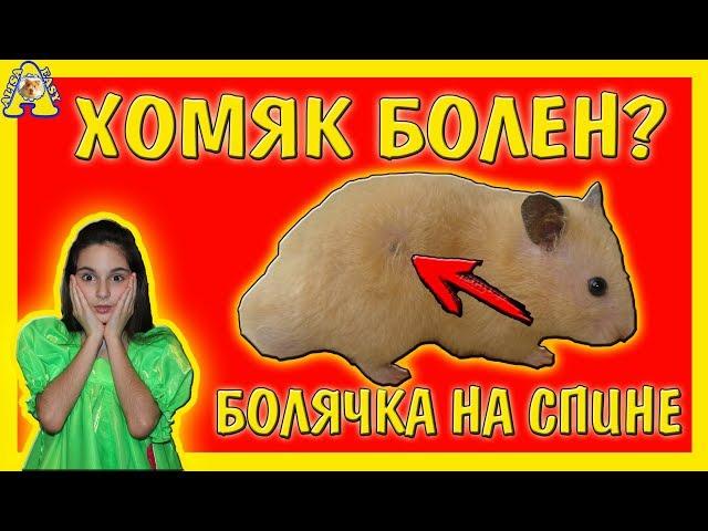 ХОМЯК БОЛЕН? БОЛЯЧКИ НА СПИНЕ У ХОМКИ / ВАВКИ НА БОКАХ ХОМЯКА / ЧЕРНОЕ ПЯТНО НА СПИНЕ ХОМЫ/АЛИСА ИЗИ