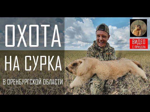 ОХОТА НА СУРКА 2021 - ТРОФЕЙНЫЕ БАЙБАКИ!