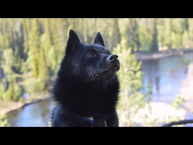 Jekku Schipperke in Kuusamo   Jekku-schipperke Kuusamossa