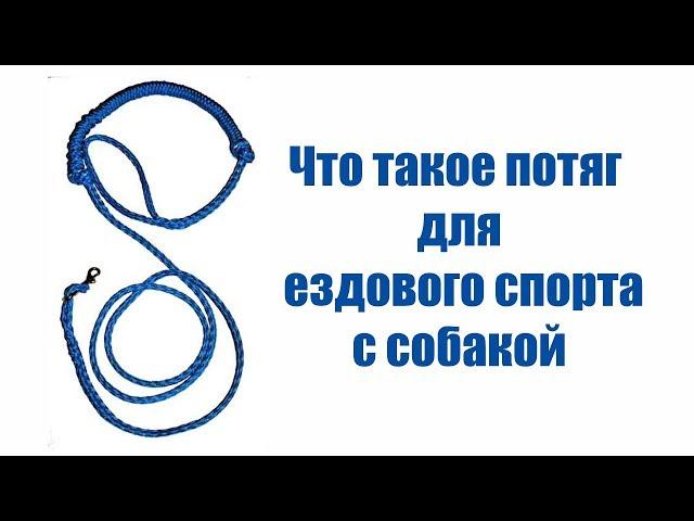 Про потяги для катания на собаках - обучающие видео