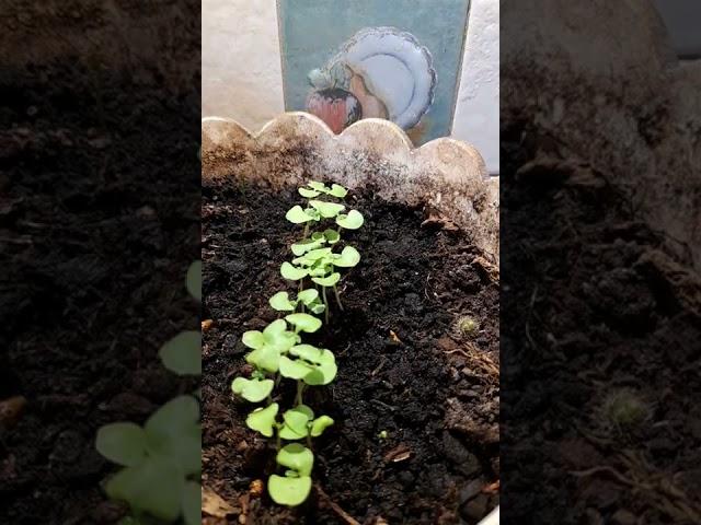 micro greens - green basil after 14 days with speed 1000x #timelapse #60fps #microgreens #basil