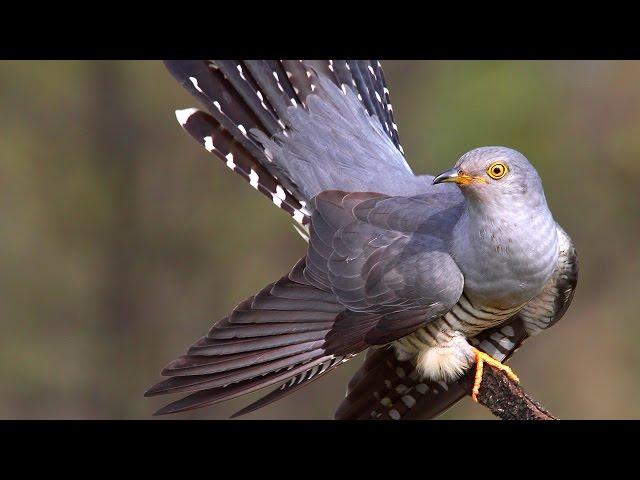 CUCKOO bird sounds and call in spring