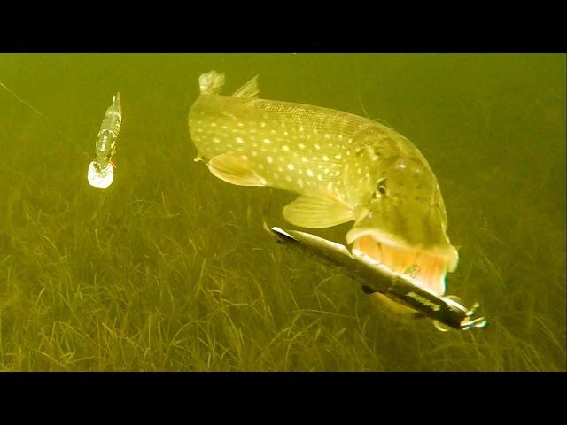 Winter fishing in Ireland wt combos: pike on Mike the Pike. Underwater attacks / strikes.