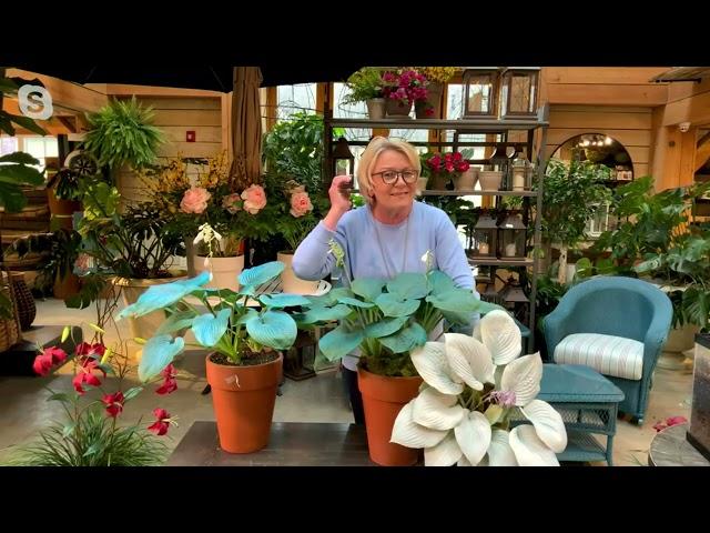 Barbara King 2-Piece Giant Classic Blue Hosta Plants on QVC