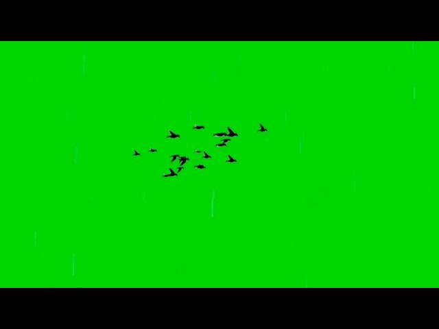 Bird Flying Green Screen Video