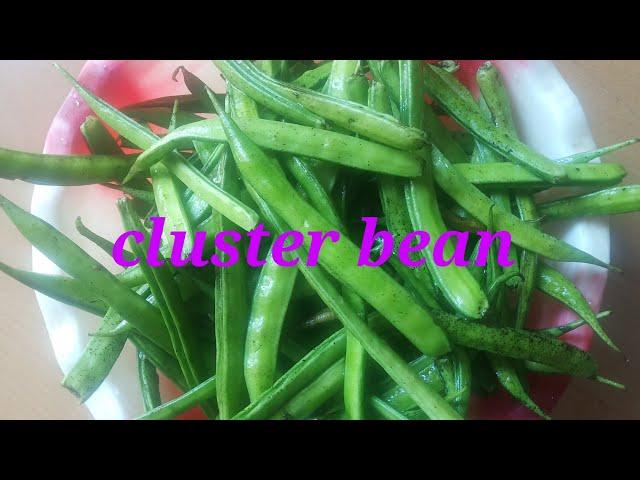 Tasty cluster bean ki bhujia/ gwar fali ki bhujiya