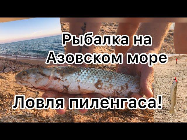 Рыбалка на Арабатской Стрелке на Азовском море. Ловля пиленгаса. Наживка морской червь