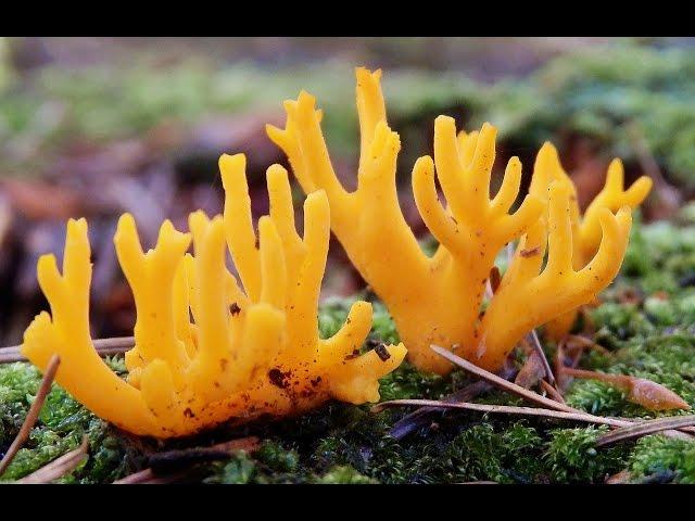 Mushroom Paddenstoelen Meditation ©FX