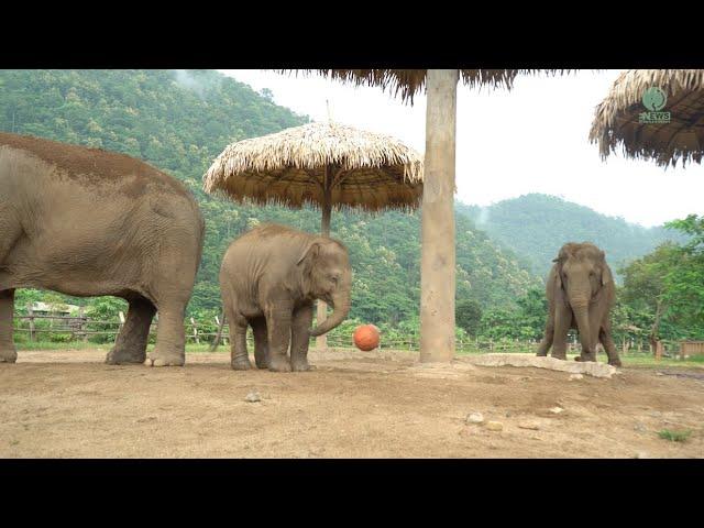 Meet Wan Mai Play With Ball - ElephantNews