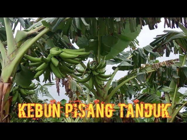 Budidaya Pisang Tanduk || PISANG RAKSASA