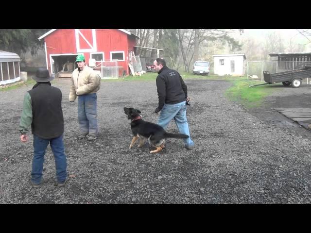 Schilling Law Dog's Training by Ken Schilling