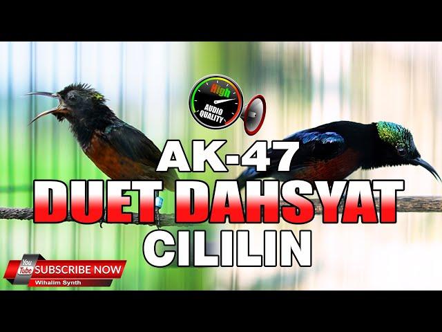 MASTERAN KONIN PALING DAHSYAT !! FULL ISIAN CILILIN VERSUS CIBLEK BREN AK47 TERBAIK PANJANG JERNIH