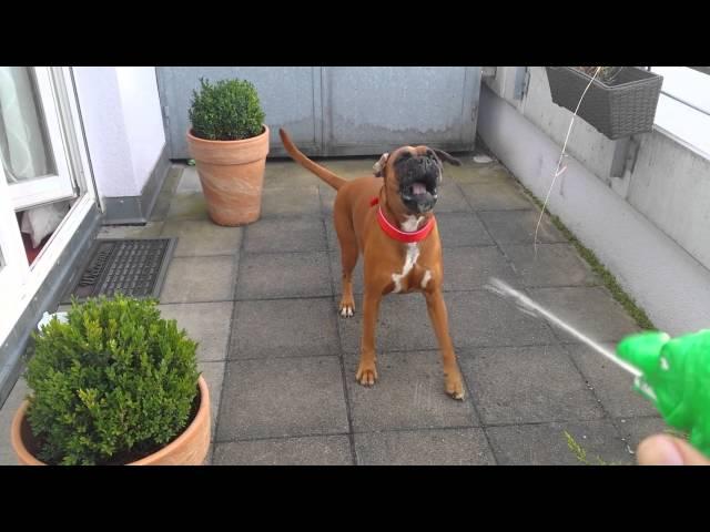 Boxer Dog goes NUTS!