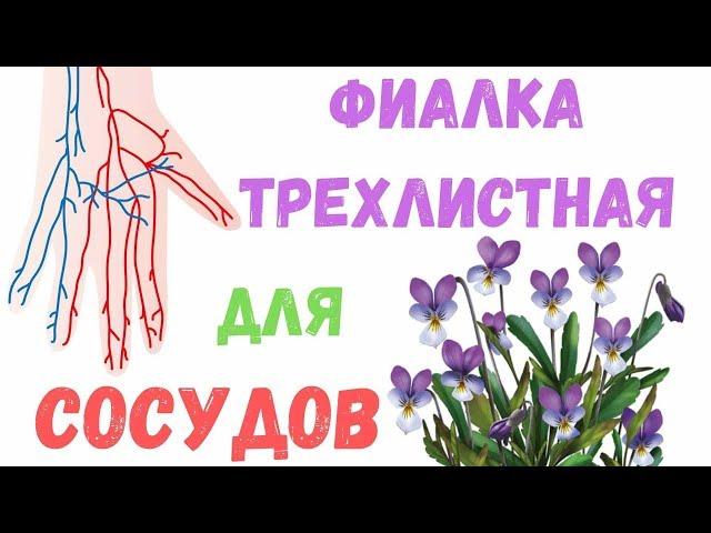 Фиалка: свойства, польза и лечебное применение для сосудов