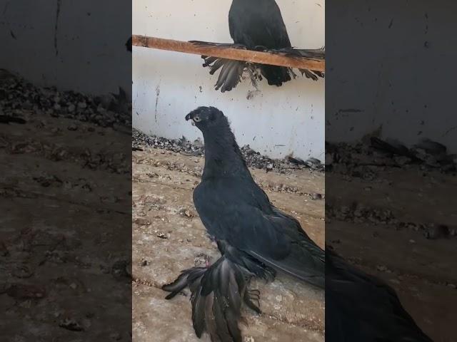 #uzbekistan #russia #qirgʻiziston #qozogiston #turkestan #germany #tauben #golub #golubi #pigeon
