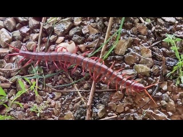 Hidden Dangers at Home: 10 Deadly Insects Lurking in Your Home!