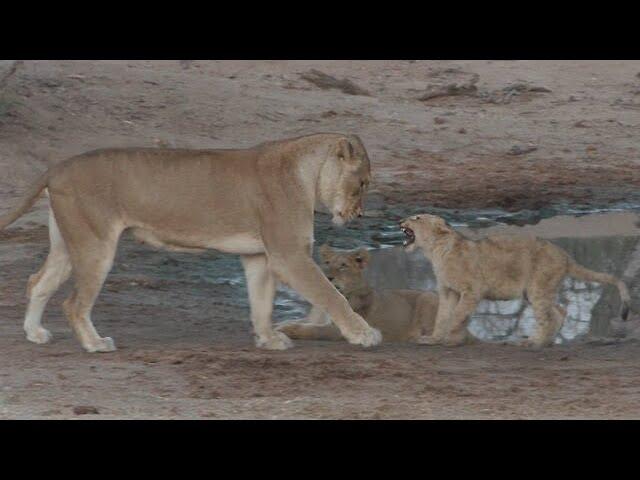 Playful lion cubs learn vital fighting skills from their mom