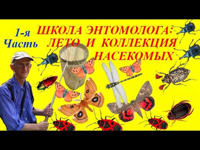 Сбор и Хранение Коллекции Насекомых. ЧАСТЬ 1. Школа Энтомолога. Collections of Insects. Methods.