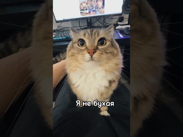 Ты хороший я котик #кот #мем #meme #memes #приколы #юмор