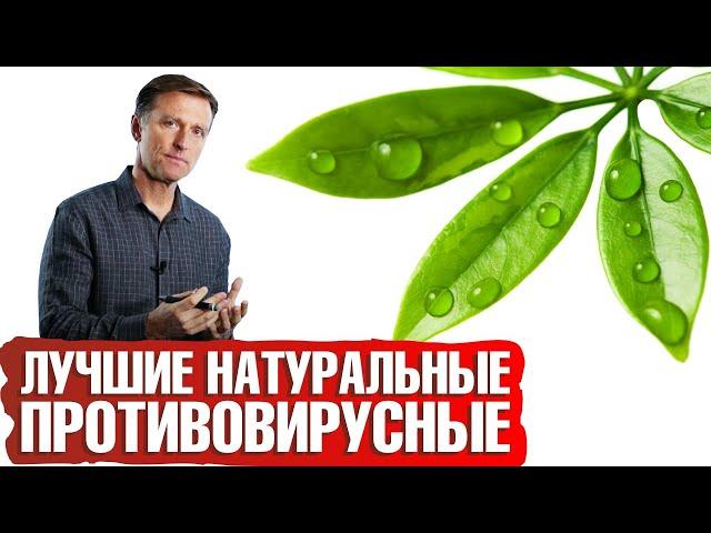 Как повысить иммунитет? Топ 13 натуральных противовирусных средств.