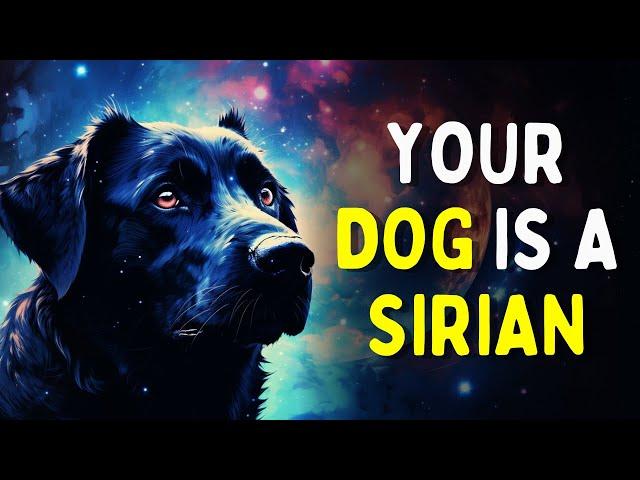 Your DOG Manifested YOU | The SECRET Spiritual SIGNIFICANCE of Dogs