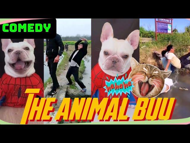 The Animal Buu Compilation | the most Fuuny collection238 #comedy #reaction