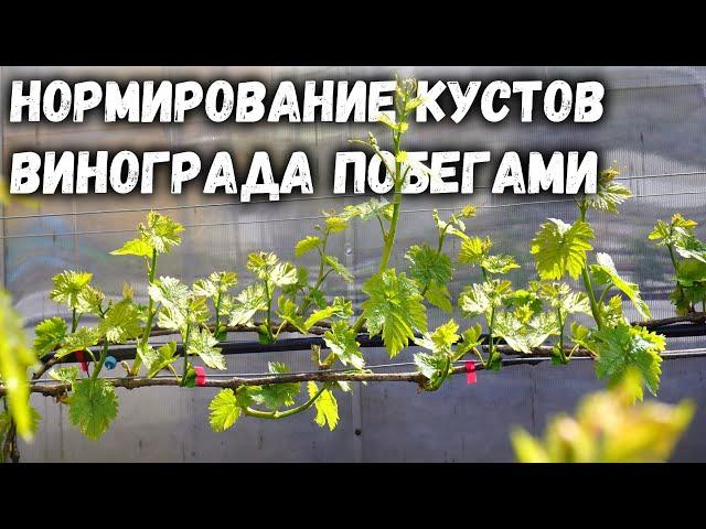 Нормирование кустов винограда побегами