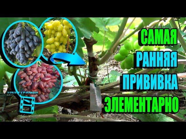 САМАЯ РАННЯЯ ПРИВИВКА ВИНОГРАДА - ЧЕРНЫМ В ЧЕРНОЕ (ГЛАЗОМ ИЛИ В РАСЩЕП). СЕВЕРНЫЙ ВИНОГРАДНИК 22-14