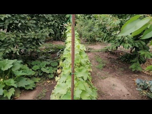Как я выращиваю ОГУРЦЫ