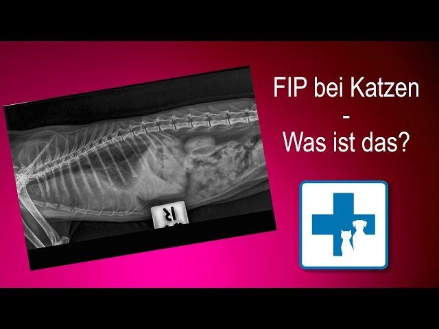 Was ist FIP bei Katzen?