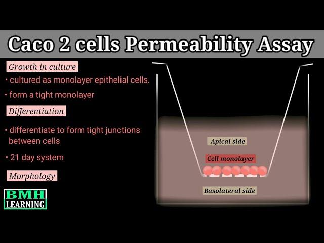 Caco 2 Cells Permeability Assay