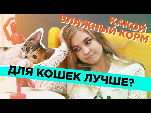 Какой влажный корм для кошек лучше?