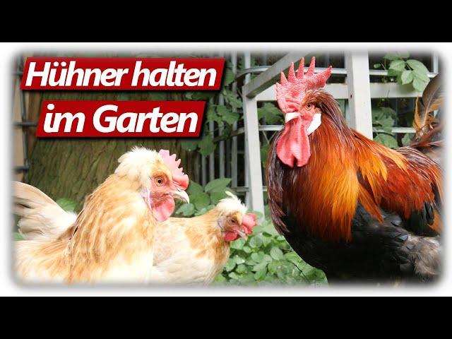 Hühnerhaltung im eigenen Garten, Probleme im Tomaten Gewächshaus, Gartenarbeit @Pilzfieber