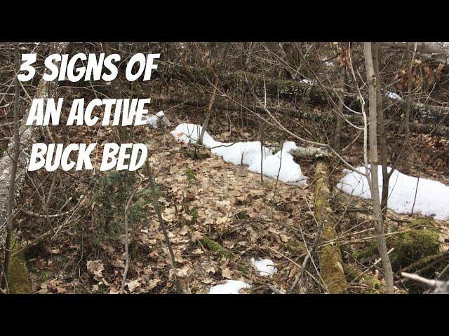 BUCK OR DOE BED? How to read sign and form a hunting strategy!