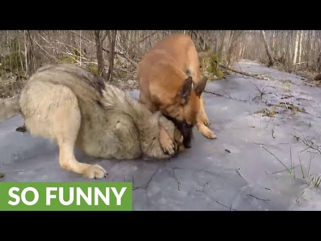 Wolf and dog share incredible friendship