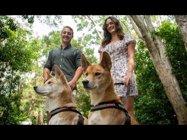 Dingo Walk | Currumbin Wildlife Sanctuary