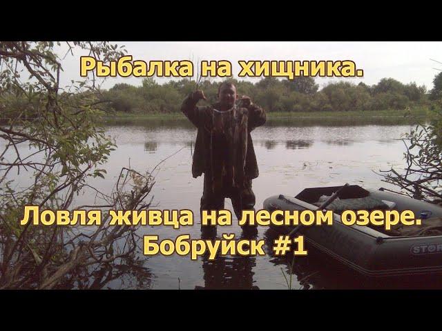 Рыбалка на хищникаЛовля живца на лесном озере‍️Бобруйск #1