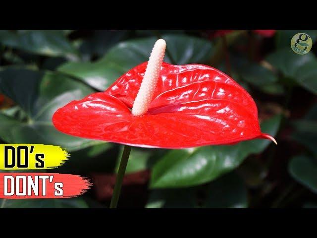 ANTHURIUM PLANT CARE TIPS – INDOOR FLOWERING PLANT