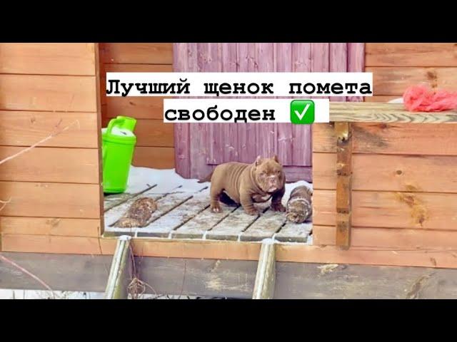 Булли микро экзотик !