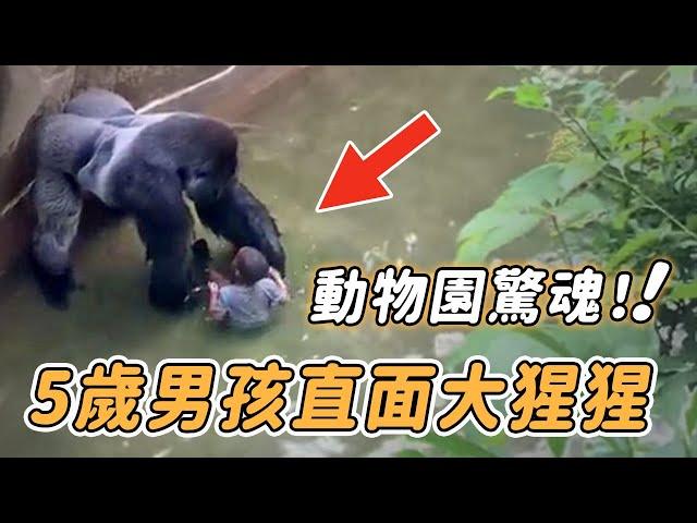 驚心動魄！5歲男孩失足掉入動物園圍欄，大猩猩靠近後的舉動令所有人震驚……【英雄 安全 驚險 救人 英雄 暖聞 奇蹟 不可思議】