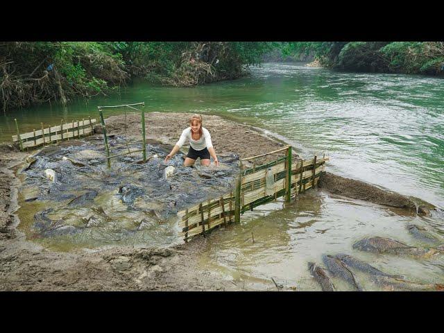 How to Trap Fish With Bamboo on Big Rivers During Flood Season. Pretty Girl Trap Big School Of Fish