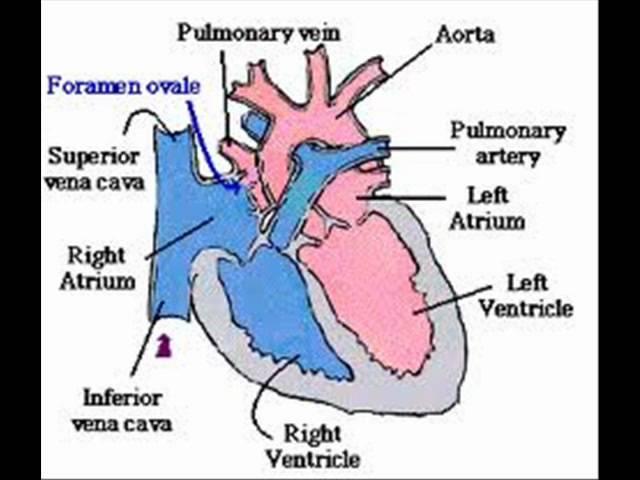 The Cardiovascular System Rap